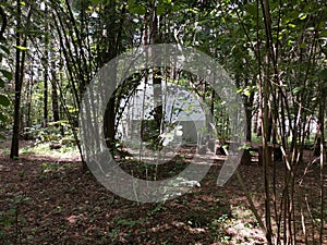 Eco hotel in the form of a transparent sphere in the middle of a dense pine forest. Ecotourism.