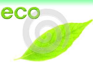 Eco image