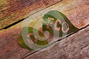 Eco label and recycling symbol on green leaves. Eco signs promote the circular economy by encouraging producers to