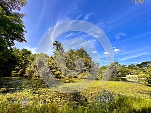 Eco-lake at Singapore Botanic Gardens