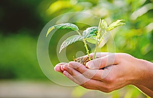 Eco living. farming and agriculture cultivation. Gardening. new life birth. plant in ground in hands. care plants. Eco