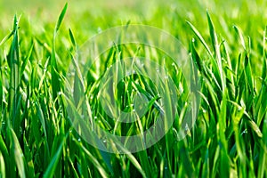 Eco Nature Background with Grass