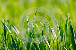 Eco Nature Background with Grass