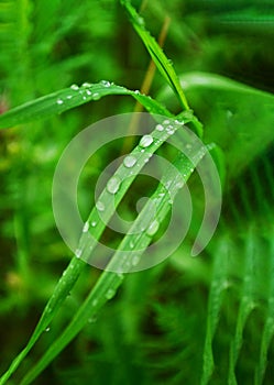 Eco nature background with grass, sun and water drops - defocused bokeh