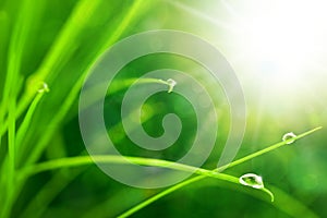 Eco Nature Background with Grass, Sun and Waterdrops