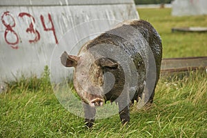 Eco pig farm in the field in Denmark