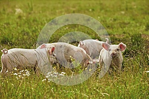 Eco pig farm in the field in Denmark. Cute piglets in the pasture