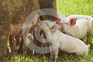 Eco pig farm in the field in Denmark. Piglet sucking milk