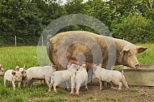 Eco pig farm in the field in Denmark. Piglet sucking milk