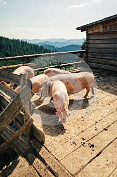 Eco pigs farming in the mountain