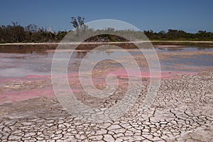 Eco Pond in Everglades National Park in extreme drought.