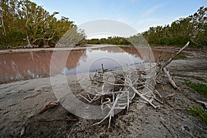 Eco Pond in Everglades National Park, Florida with extreme low water level.