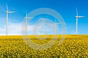 Eco power, wind turbines and rapeseed field