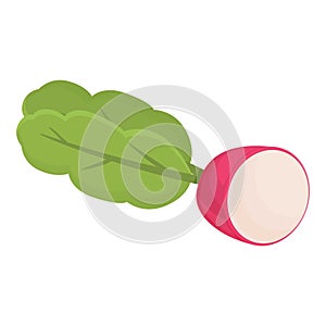 Eco radish icon cartoon vector. Garden food