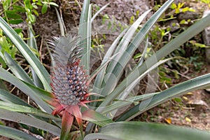 Eco small pineapple fruit growing in the tree