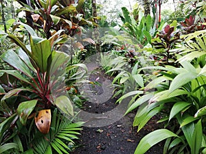 Eco tourim. Trail. Garden . Tropical planta. photo