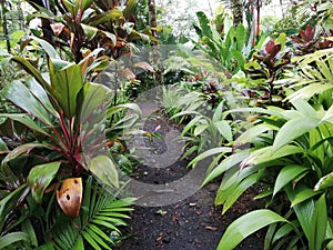 Eco tourim. Trail. Garden . Tropical planta.