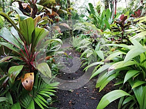 Eco tourim. Trail. Garden . Tropical planta. photo