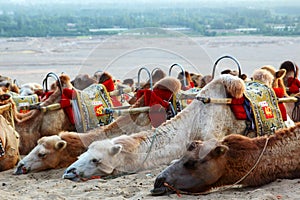 Eco Tourism - Camels Ride - Desert Transport - Dunhuang