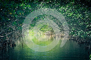 Eco-Tourism mangroves everglades