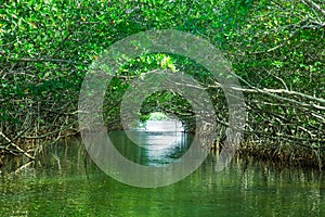 Eco-Tourism mangroves everglades