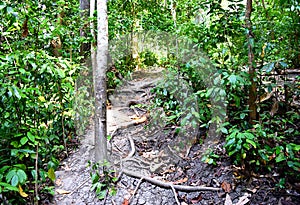 Eco-Tourism - Trekking through Evergreen Tropical Rain Forest - Elephant Beach, Havelock Island, Andaman Islands, India