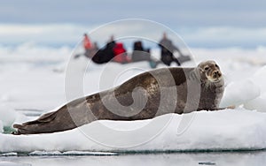 Eco-tourists watching a bearded seal