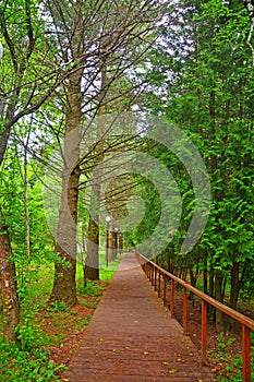 Eco-trail in Dendrology garden in Pereslavl-Zalessky city