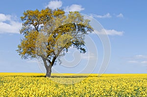 Eco tree landscape