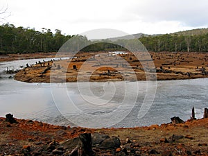 Eco-vandalism in Tasmanian forests 3