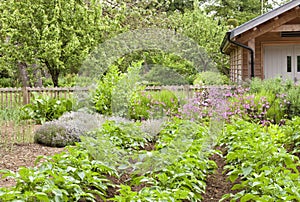 Eco vegetable flower garden with mature orchard and shed