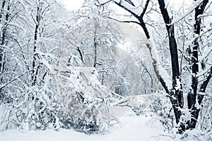 Ecocatastrophe snowfall