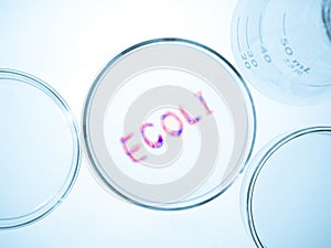 Ecoli bacteria