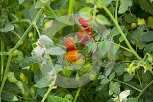 Ecologic, cultivated and organic cherry Tomatoes