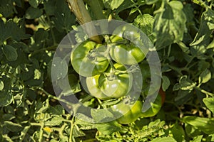 Ecologic, cultivated and organic green Tomatoes