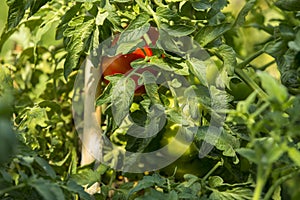 Ecologic, cultivated and organic red Tomatoes