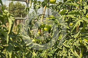 Ecologic, cultivated and organic Tomatoes