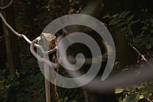 Ecologic fence made with rope and wooden posts in a forest.  Selective focus.