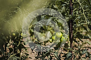 Ecologic green tomatoes growing in a home garden