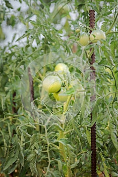 Ecologic green tomatoes growing in a home garden