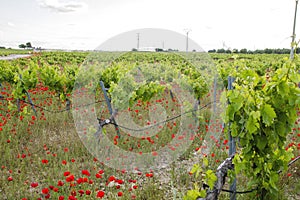 Ecologic vineyard with red poppy flowers