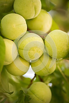 Ecologic white plums, greengages, ripening in home garden, toxic free