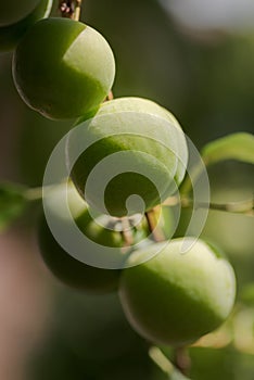 Ecologic white plums, greengages, ripening in home garden, toxic free