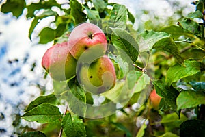 Ecological apples