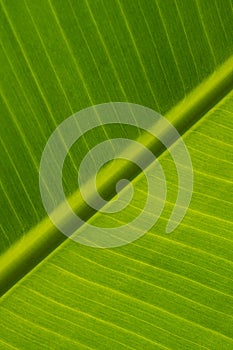 Ecological background of exotic leave. Texture of green leave of banana palm.