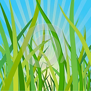 Ecological background with a grass