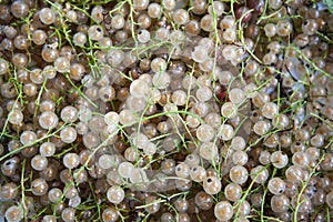 Ecological berries for desserts