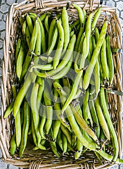 Ecological broad beans
