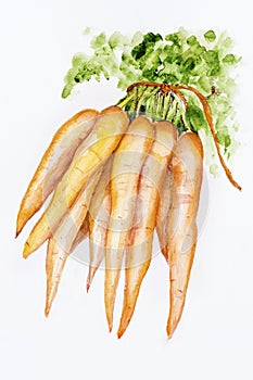 Ecologica carrot photo