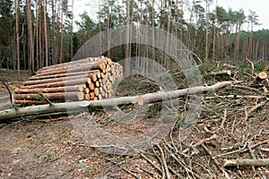 ecological catastrophy. deforestation . illegal deforestation